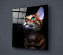 Tableau en verre - Chaton Chat - Cam tablo - Yavru Kedi - Glasbild - Kätzchen Katze